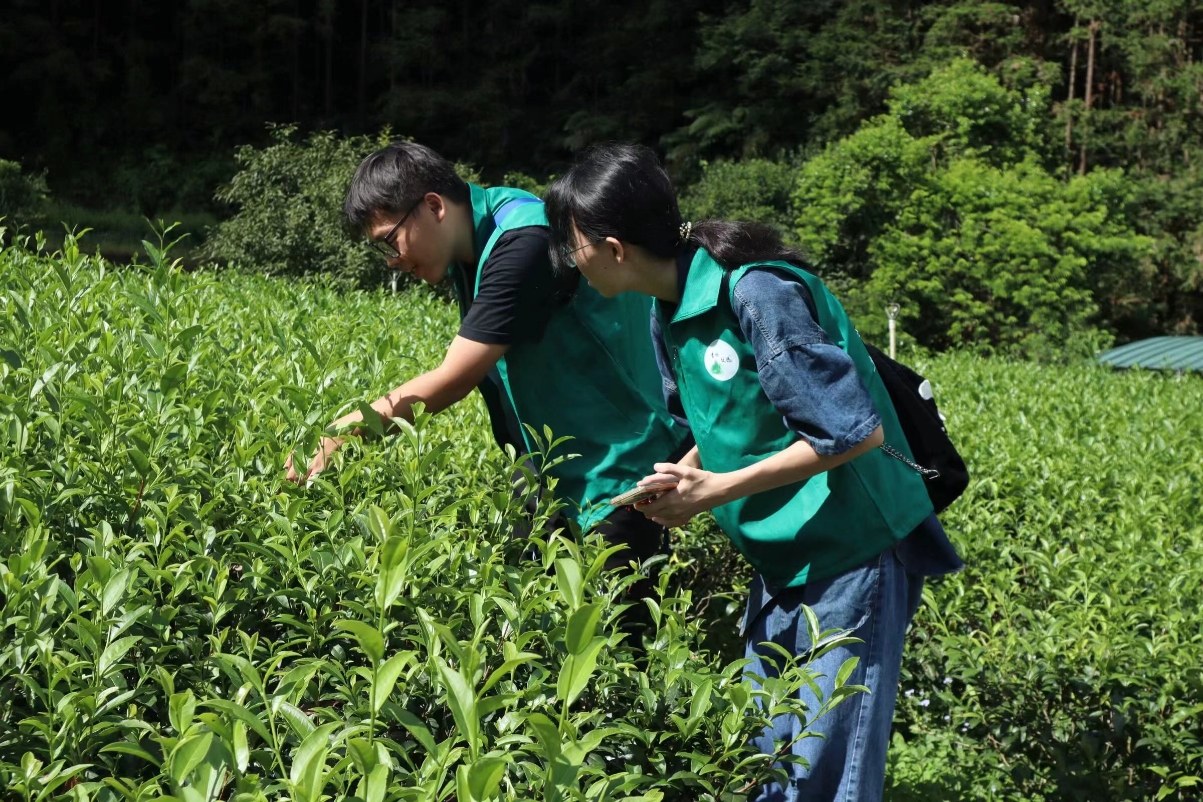 青衿致远百千万工程突击队：茶香四溢在鹅石，乡村振兴在路上