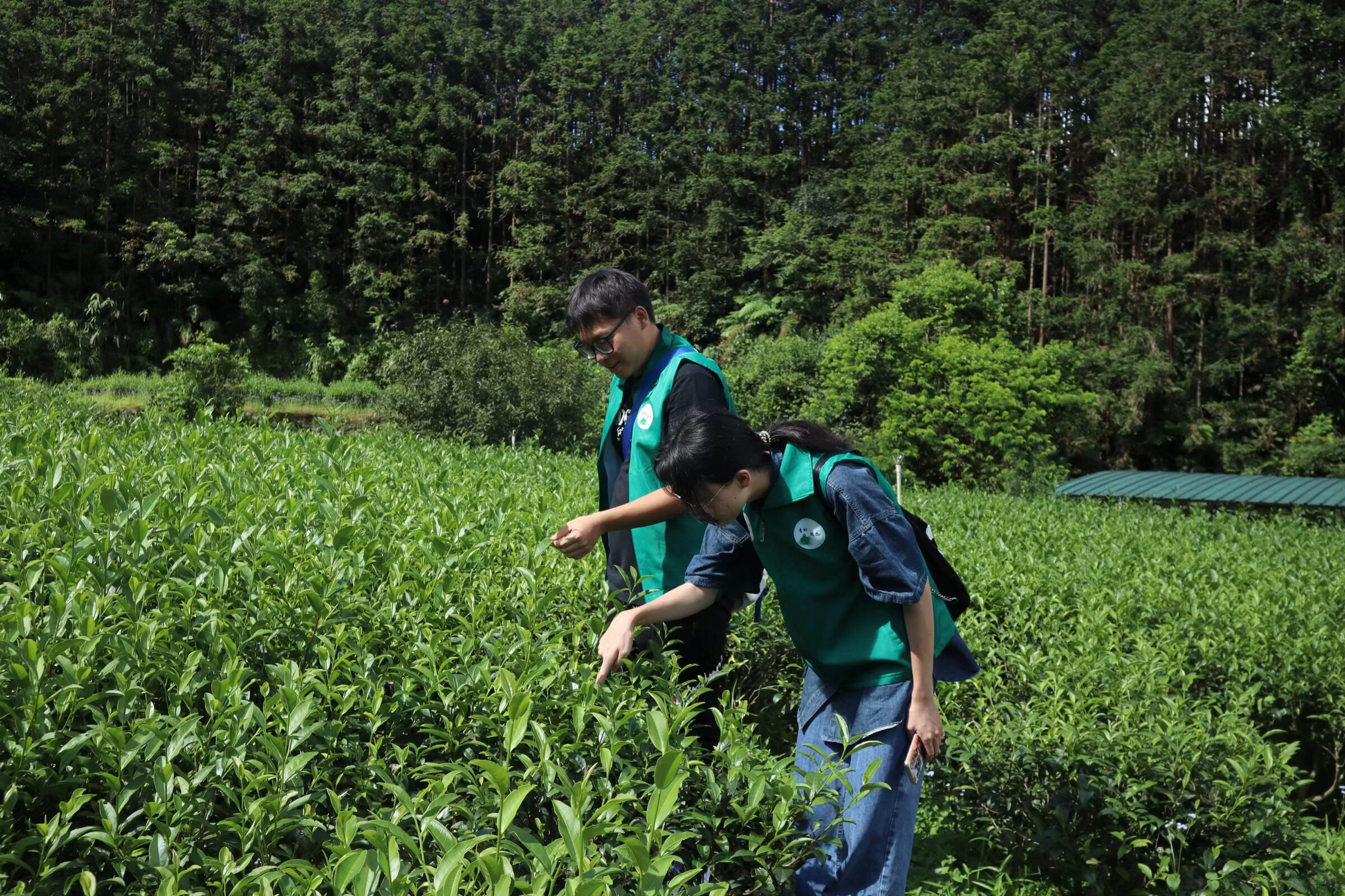 佛大青衿致远队：探访里洞镇鹅石村茶园，深入了解当地茶产业