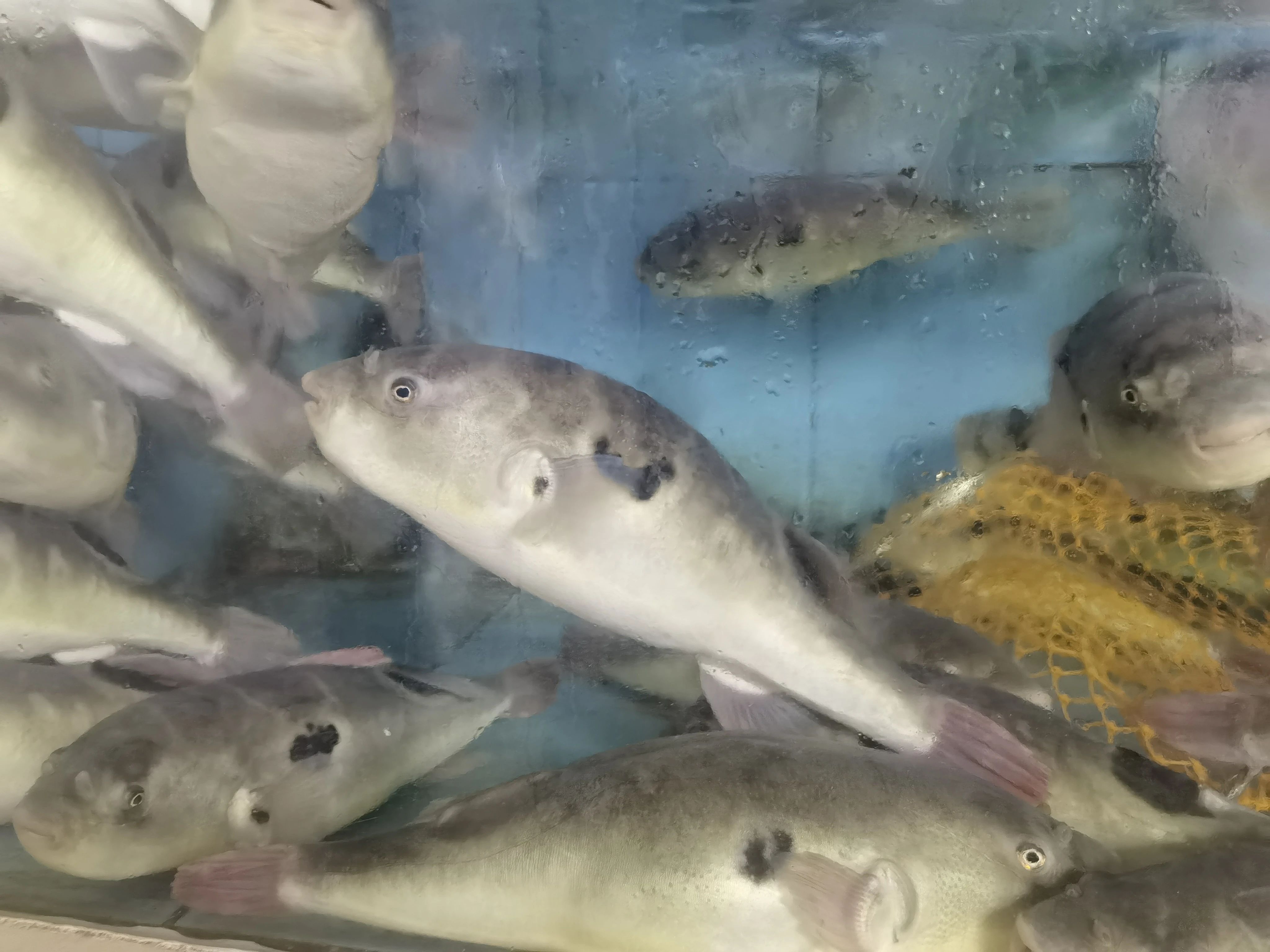 顶风作案违规出售河鲀！佛山2家商户被立案查处&rarr;