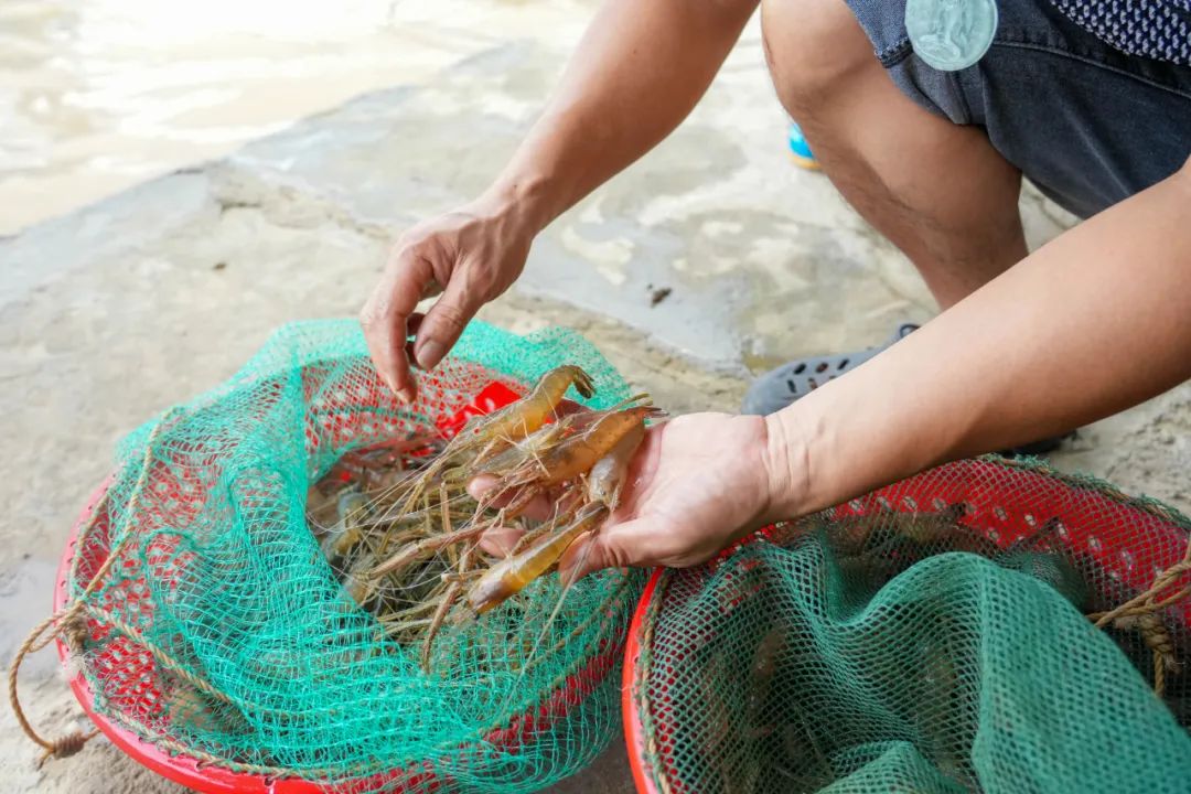 开渔节！南海为西江周边河鲜餐饮店体检！附品鲜攻略&rarr;