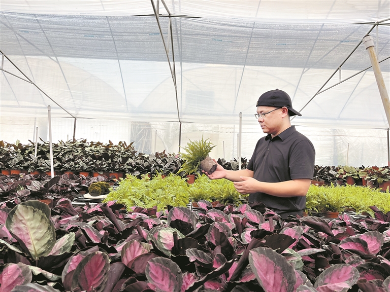 第一产业迎&ldquo;新&rdquo; &ldquo;花乡&rdquo;陈村谋变