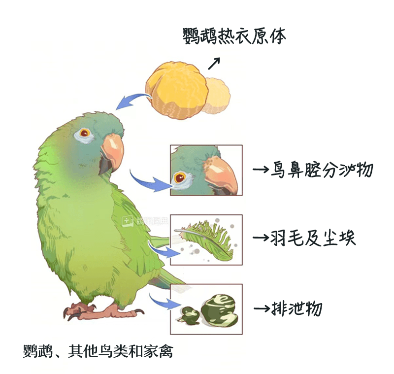 高烧不退！大沥一家三口全中招！紧急提醒&rarr;