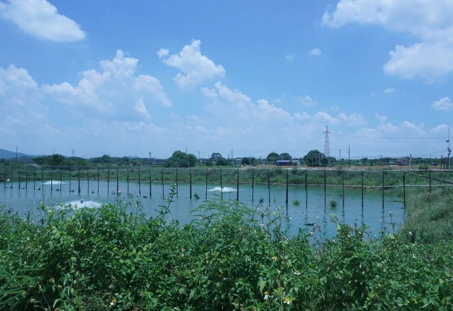 百千万工程丨佛山大学&ldquo;渔你乡约&rdquo;实践团：走进今日说&ldquo;渔&rdquo;，探索鳜鱼养殖现状