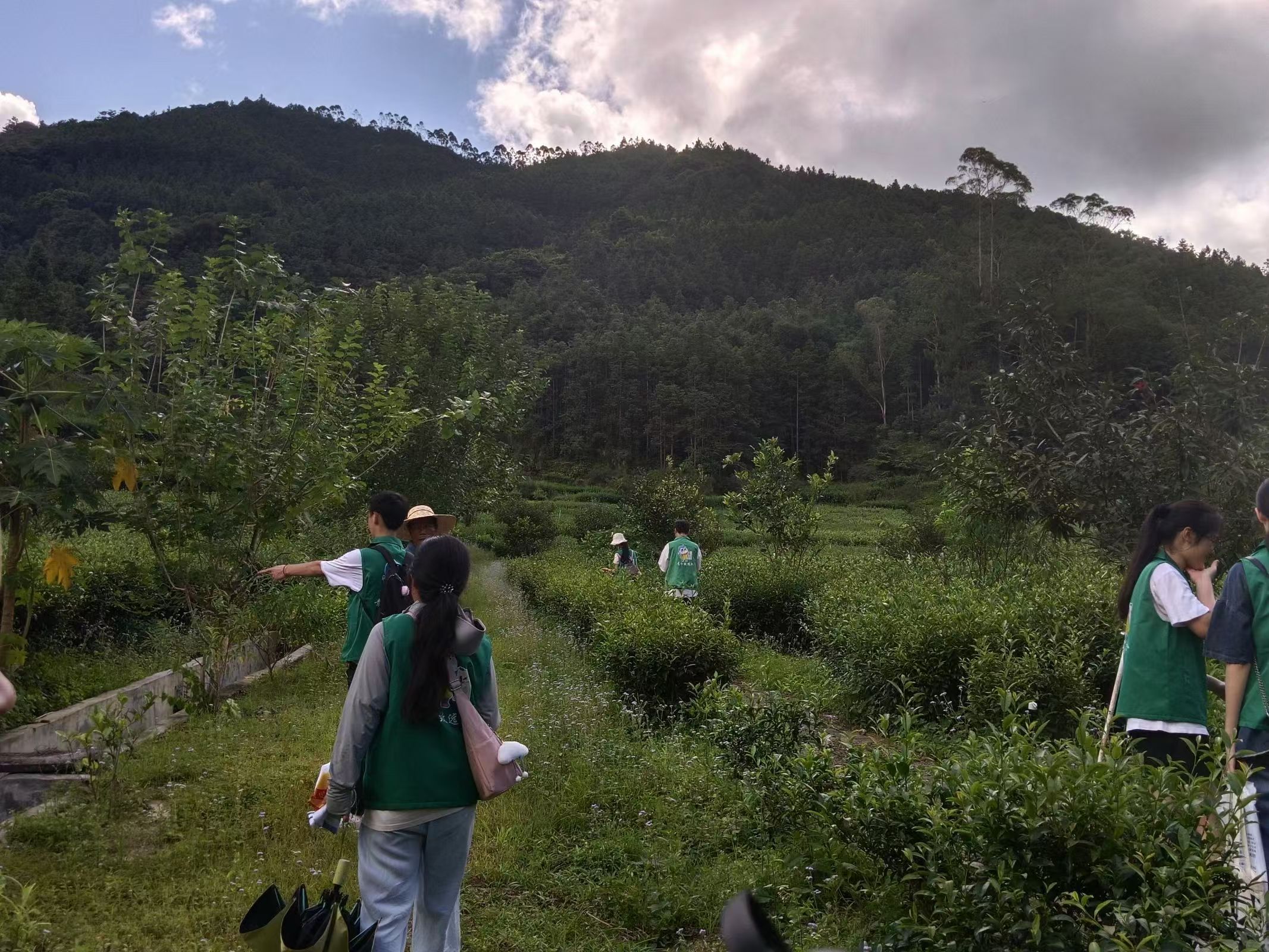 青衿致远&ldquo;百千万工程&rdquo;突击队：绿色茶香，绘就乡村振兴新画卷