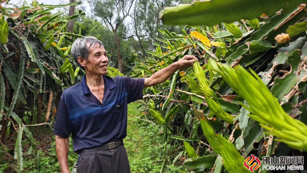 种植经验40年！香甜可口！丹灶竟然有片&ldquo;花果山&rdquo;！