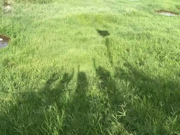 &ldquo;艺&rdquo;红棉&middot;&ldquo;绘&rdquo;乡愁实践团总结篇二&mdash;&mdash;以笔绘乡愁，展红棉艺术