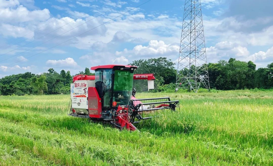 耕保出奇迹！大沥鱼塘&ldquo;变形记&rdquo;&rarr;