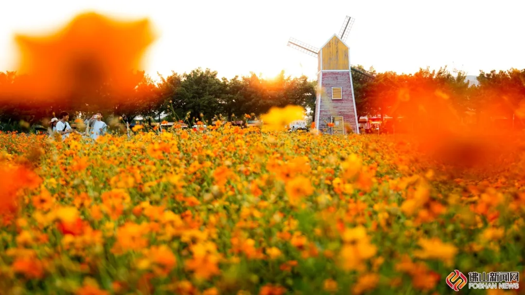 闯入&ldquo;莫奈花园&rdquo;，佛山最美秋日花海上线