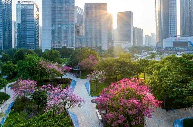 硫华菊+异木棉！佛山新城的秋日花海超美