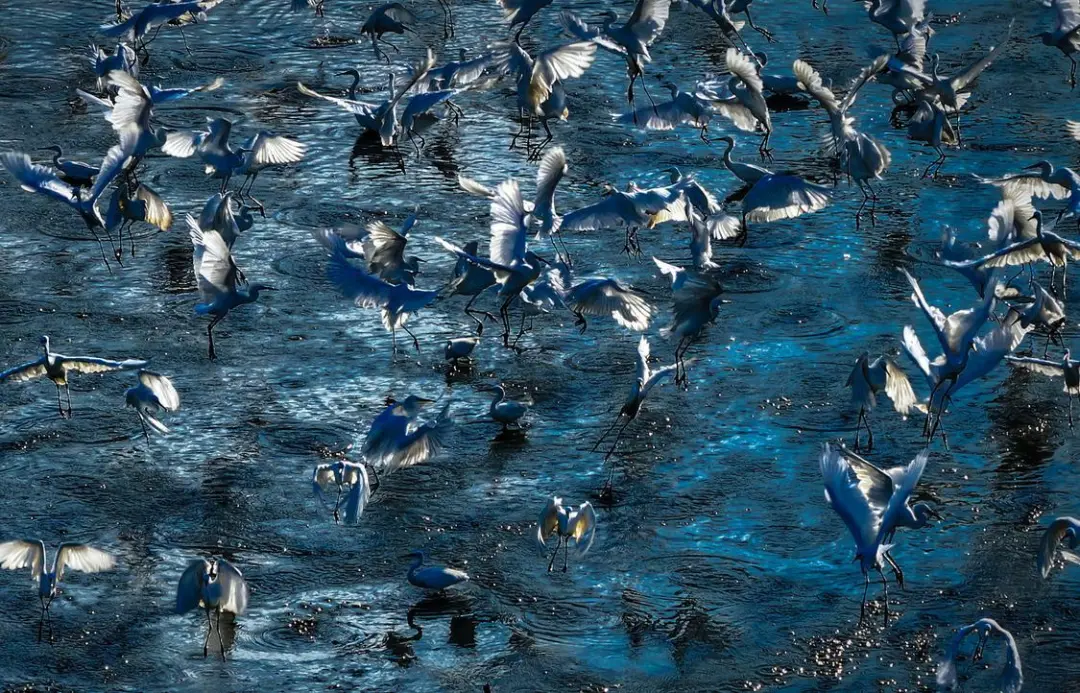 国家一级保护动物现身！这里百鸟争鸣