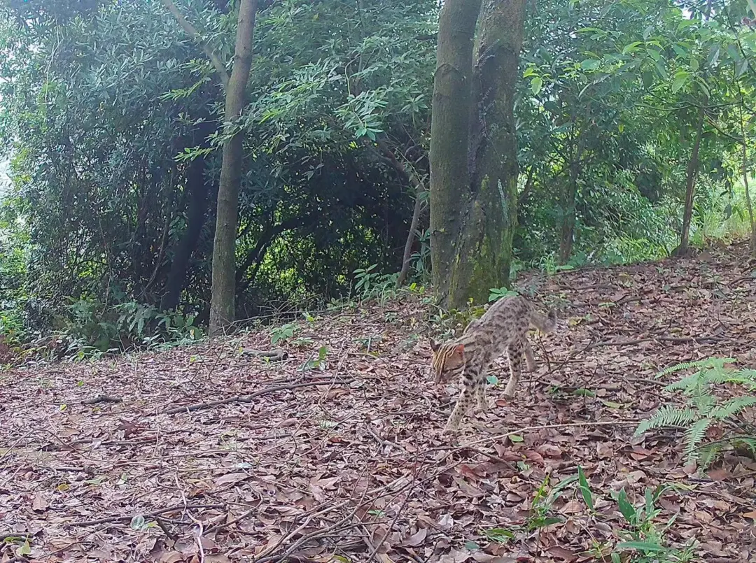 佛山珍稀动物出没！