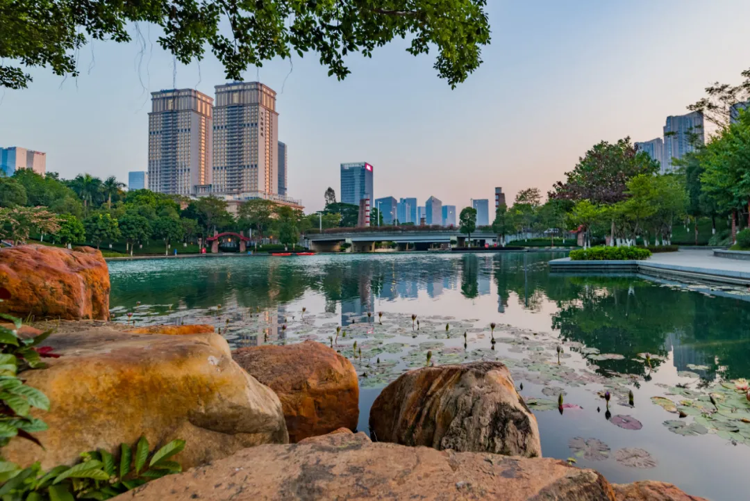 千灯湖惊现&ldquo;神奇动物&rdquo;！南海这片百亩水下森林太美了