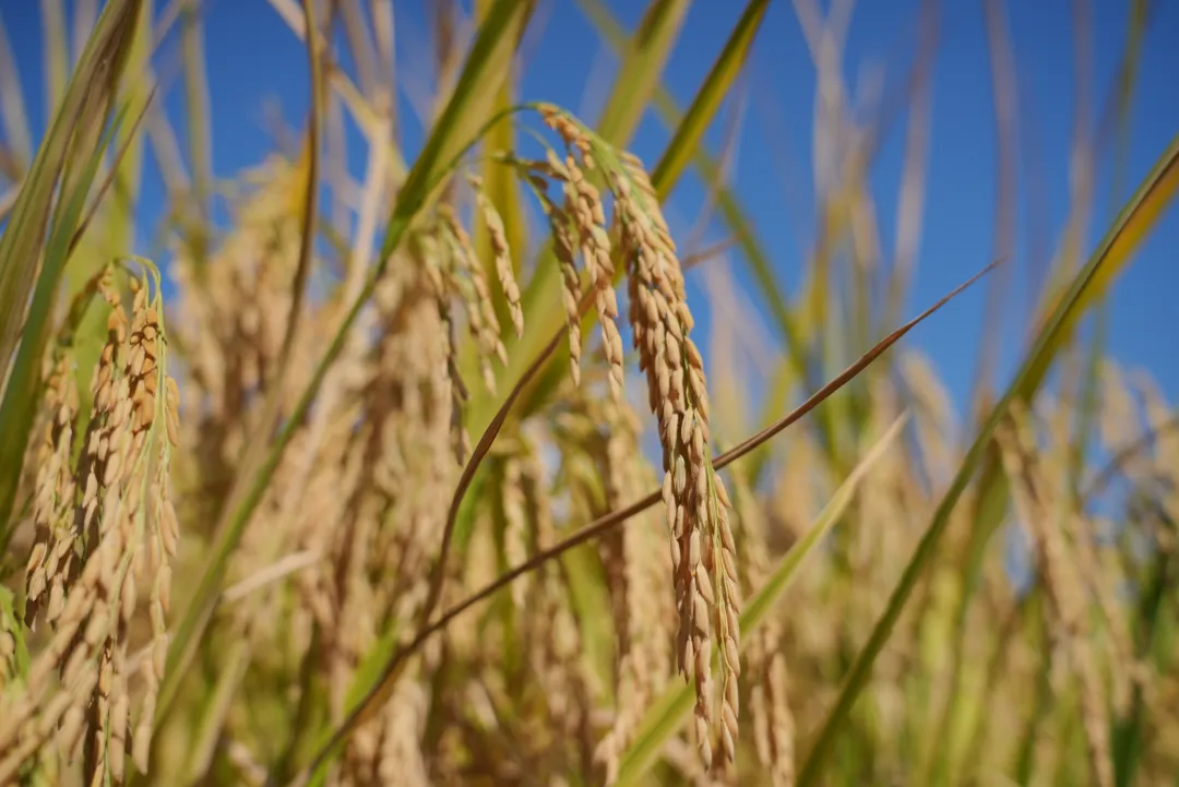 产量高、易种植、好管理！佛山举办优质水稻主推品种种植示范推广现场会