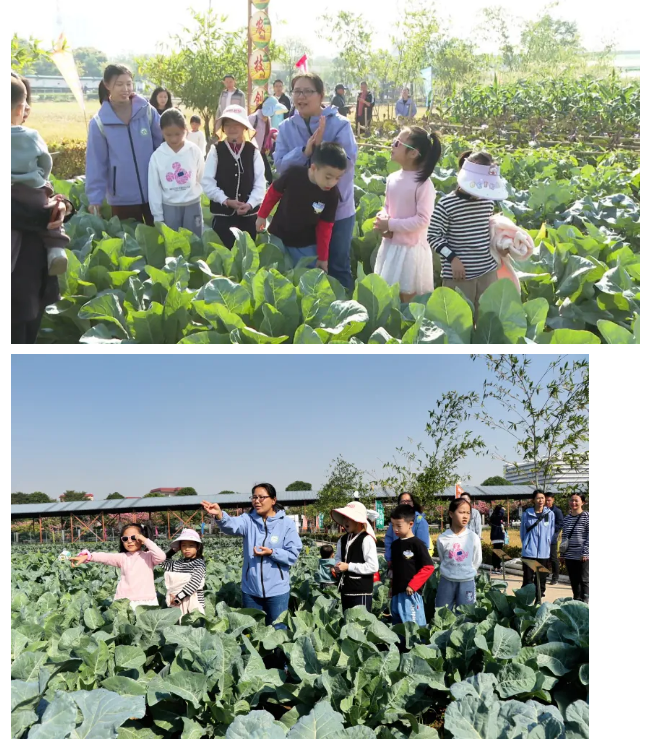 关注！2025年佛山市&ldquo;菜篮子&rdquo;基地开始申报