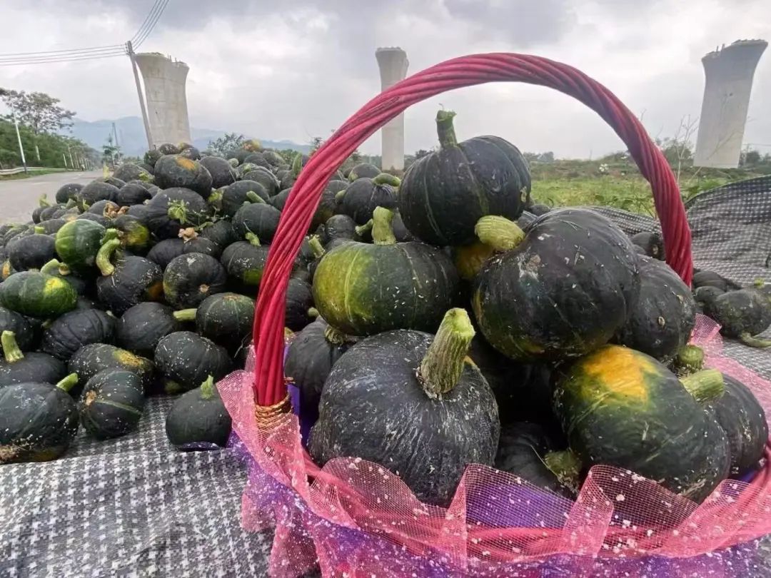 尊嘟假嘟，《种地吧》佛山青年版&ldquo;开播&rdquo;？