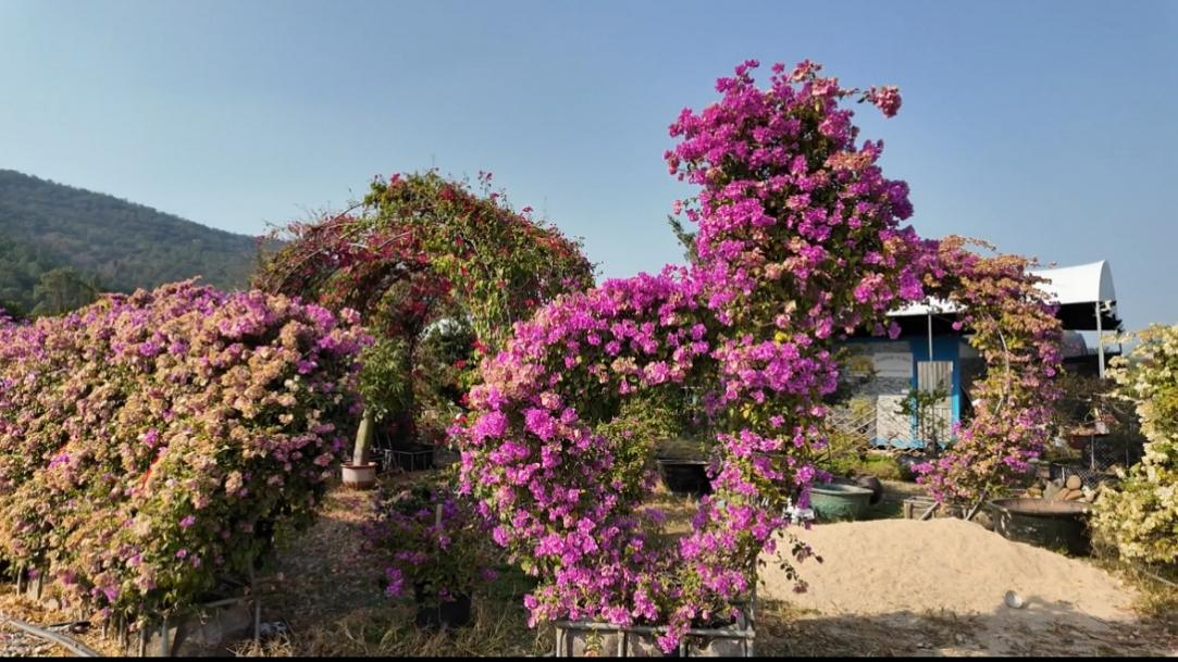 返家乡|创客实践团：花卉长廊绽新颜，乡村振兴添新彩