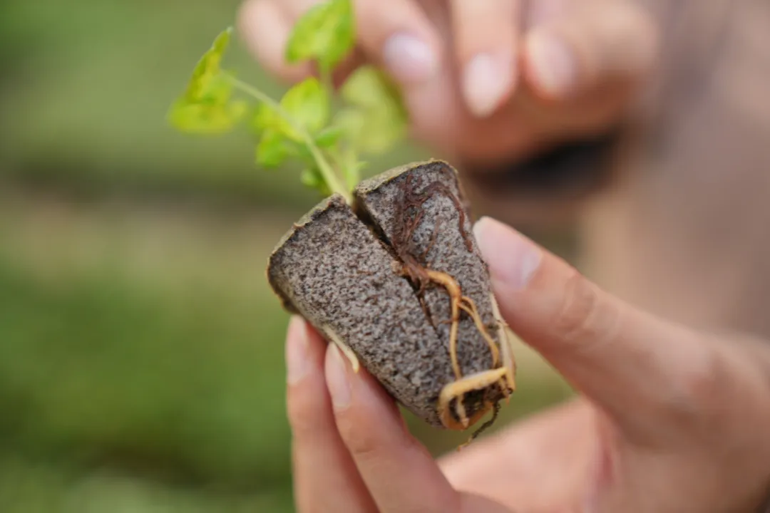 农业含&ldquo;新&rdquo;量｜年桔&ldquo;轻装上阵&rdquo;、兰花&ldquo;上墙&rdquo;？佛山人种植有项&ldquo;黑科技&rdquo;