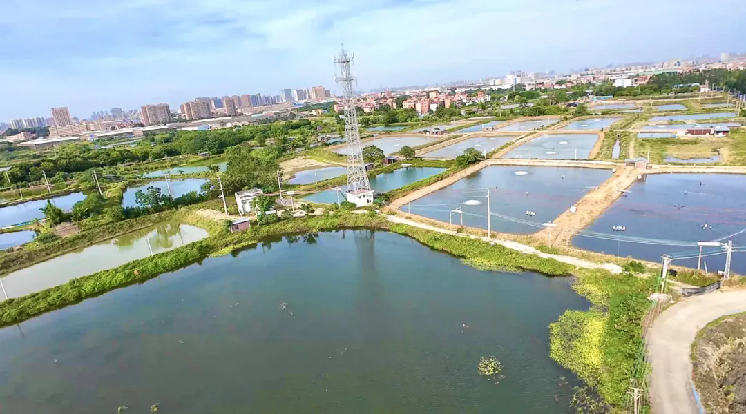 佛山清淤活水见成效，为高质量发展注入新质&ldquo;水动力&rdquo;！