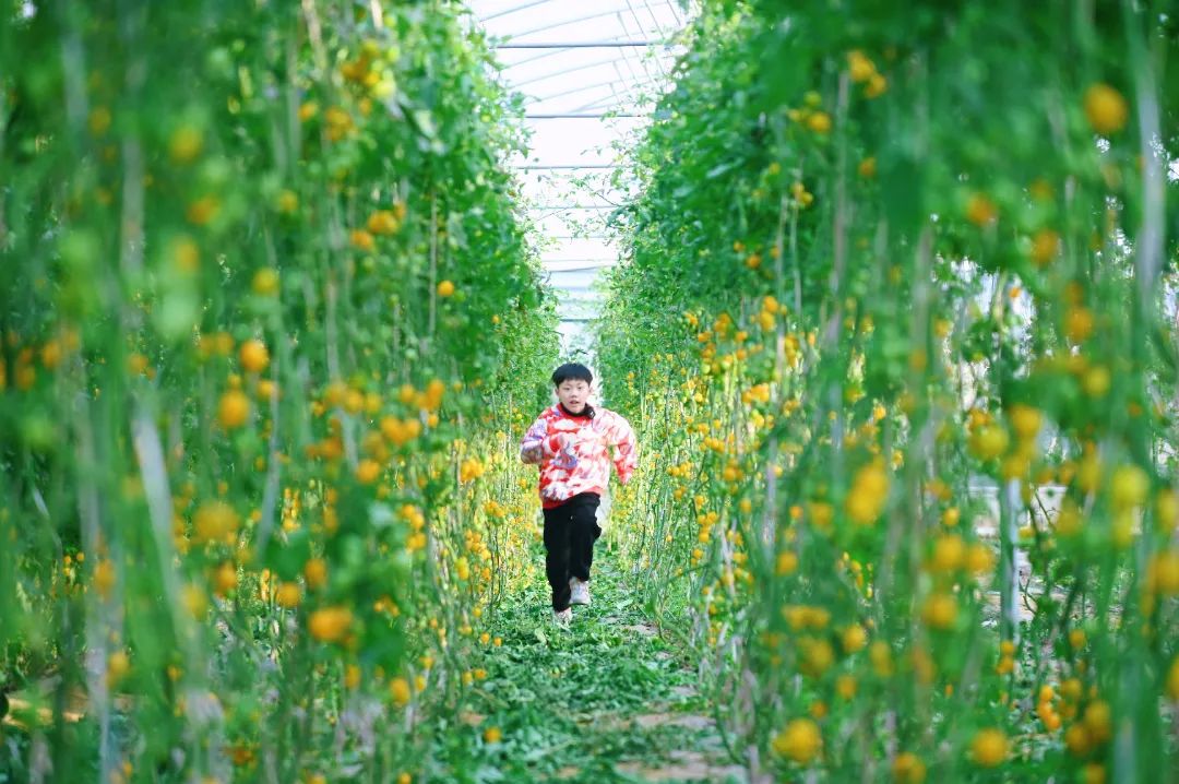 金灿灿花田、亲子采摘...这份新春高甜攻略快查收!