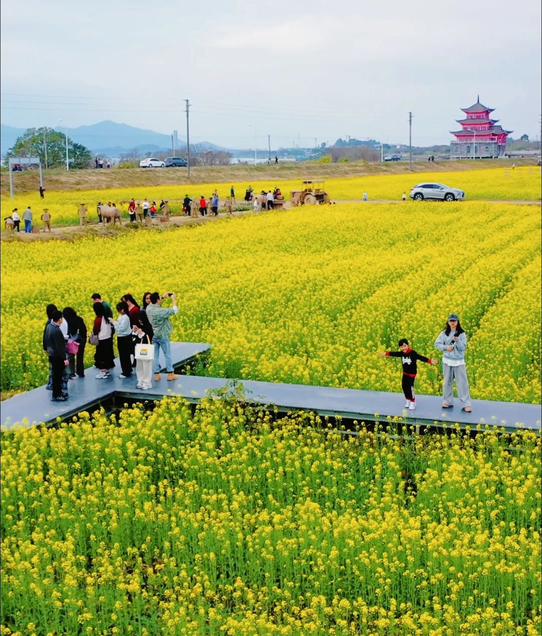 独家剧透! 烟花与花田的浪漫之约