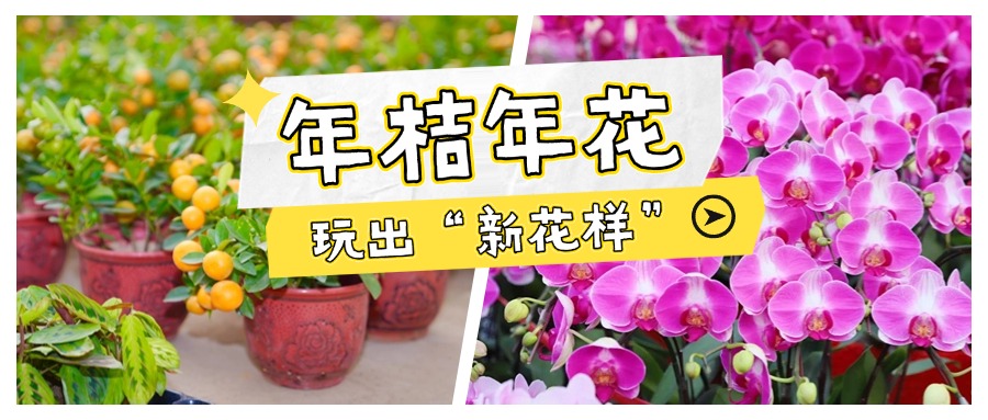从传统到创新，佛山人的年桔年花玩出&ldquo;新花样&rdquo;