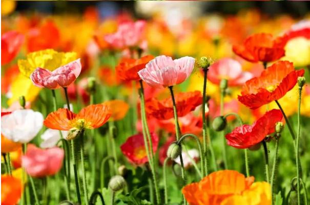 出片率100%！佛山新城也有自己的莫奈花园