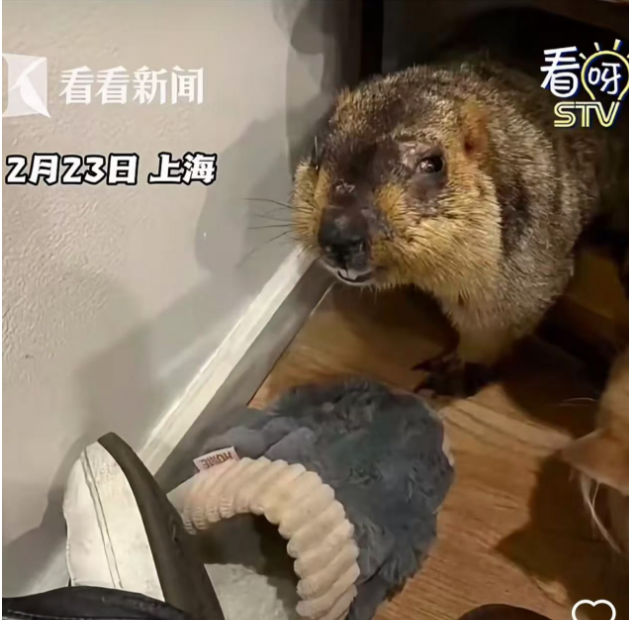 一网友观看《哪吒2》后网购&ldquo;土拨鼠&rdquo;，后续来了！