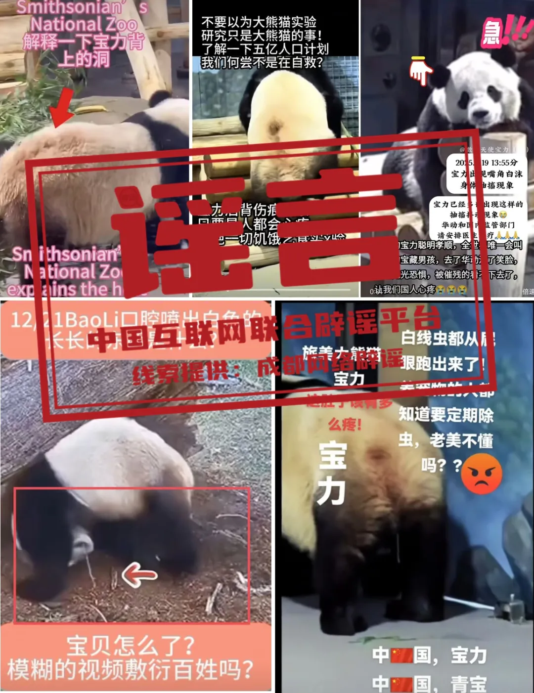 大熊猫&ldquo;宝力&rdquo;遭虐待？