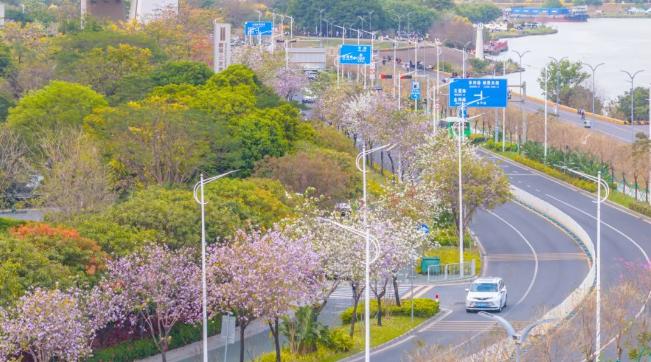 美翻了！快来三龙湾邂逅一场&ldquo;春日浪漫&rdquo;