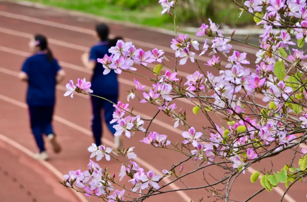 不藏了！佛山校园春景上线，哪个是你心中最佳？
