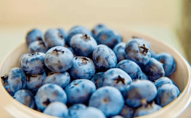 上市早、个头大、味道甜！佛山蓝莓怎么做到的？