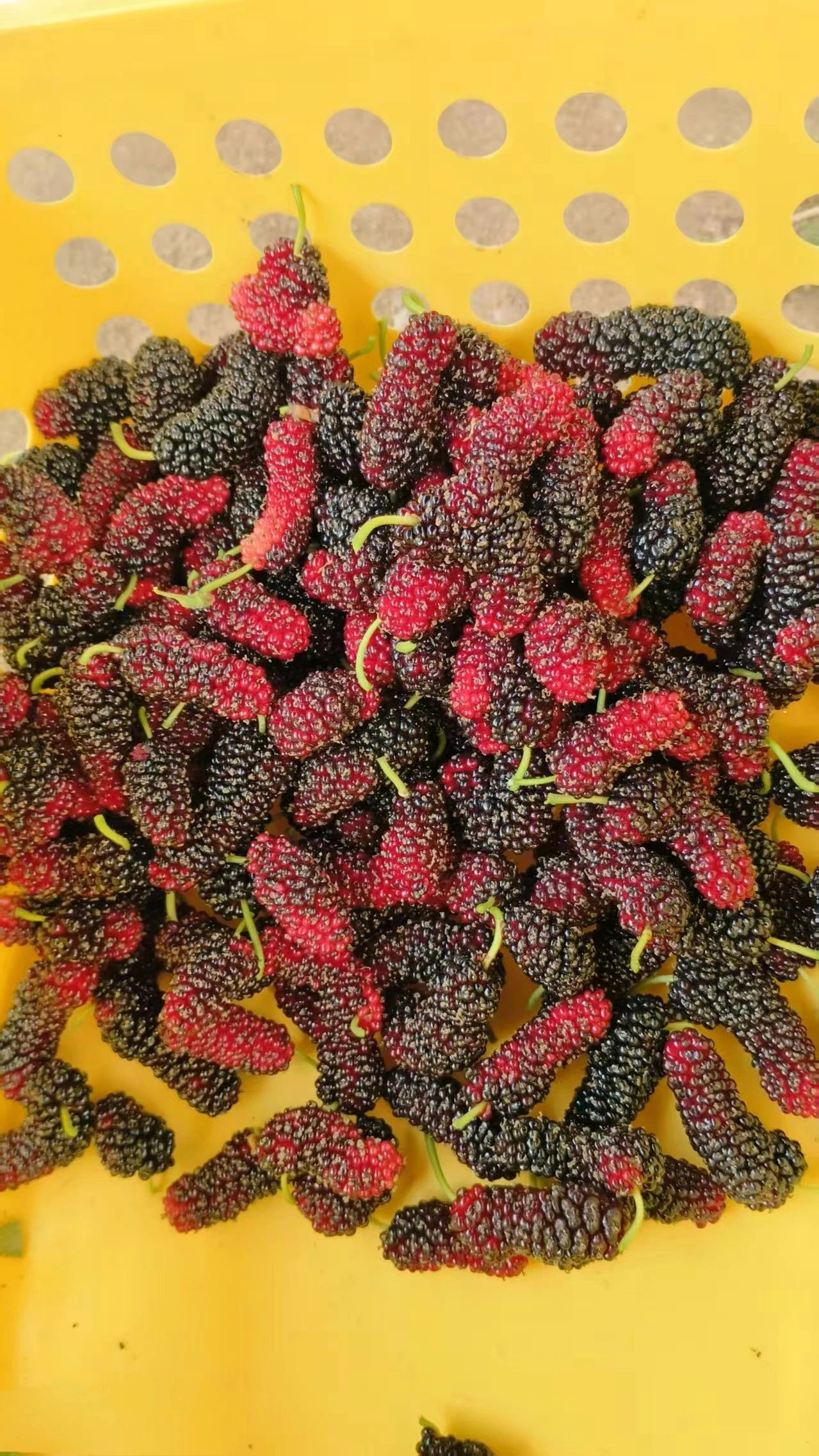 【春日限定】草莓、蓝莓、桑葚&hellip;采摘正当时！假期最后一天约起！