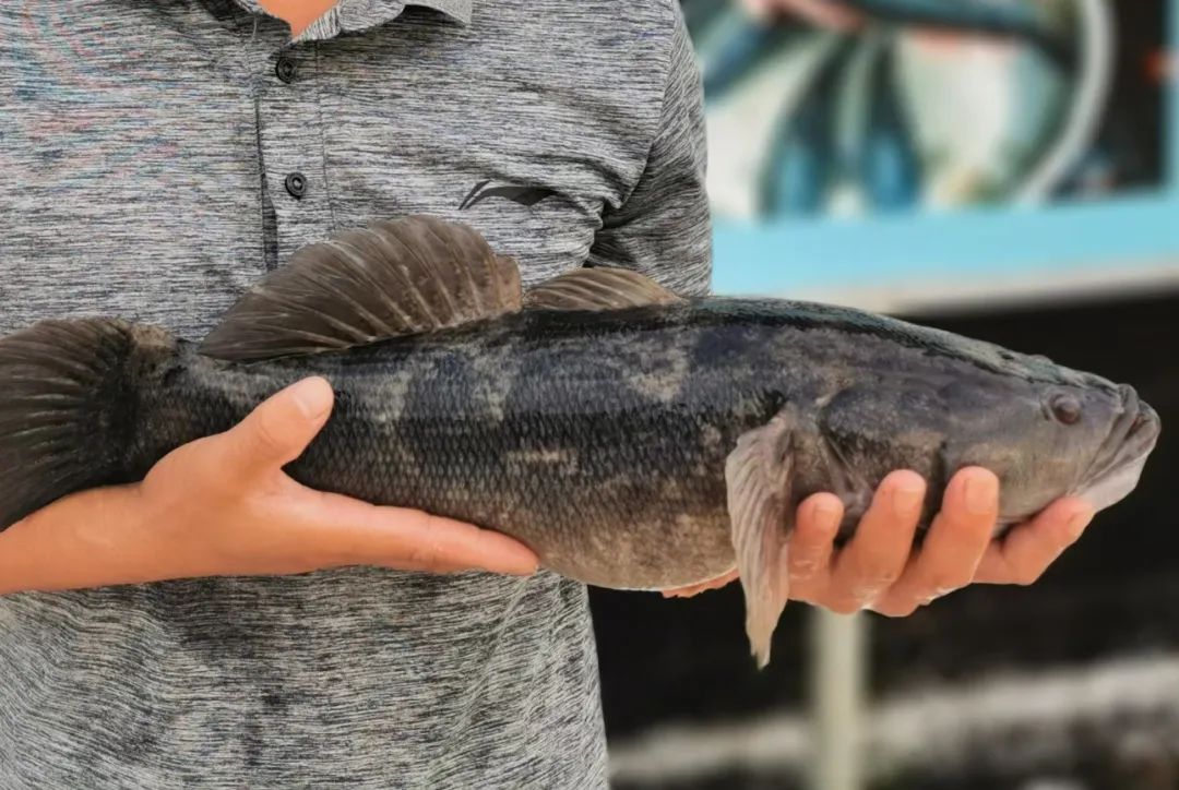 曾是外来淡水鱼珍品，如今成为佛山水产&ldquo;潜力股&rdquo; | 养鱼经③