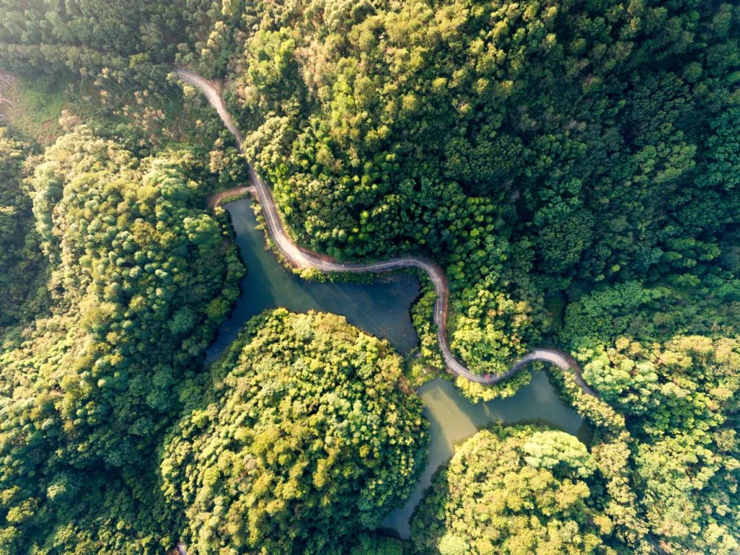 佛山市2025年第1号林长令发布：深入推进绿美佛山生态建设