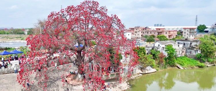 200岁红棉催热&ldquo;古树经济&rdquo; ，绿美赏花季带动乡村振兴