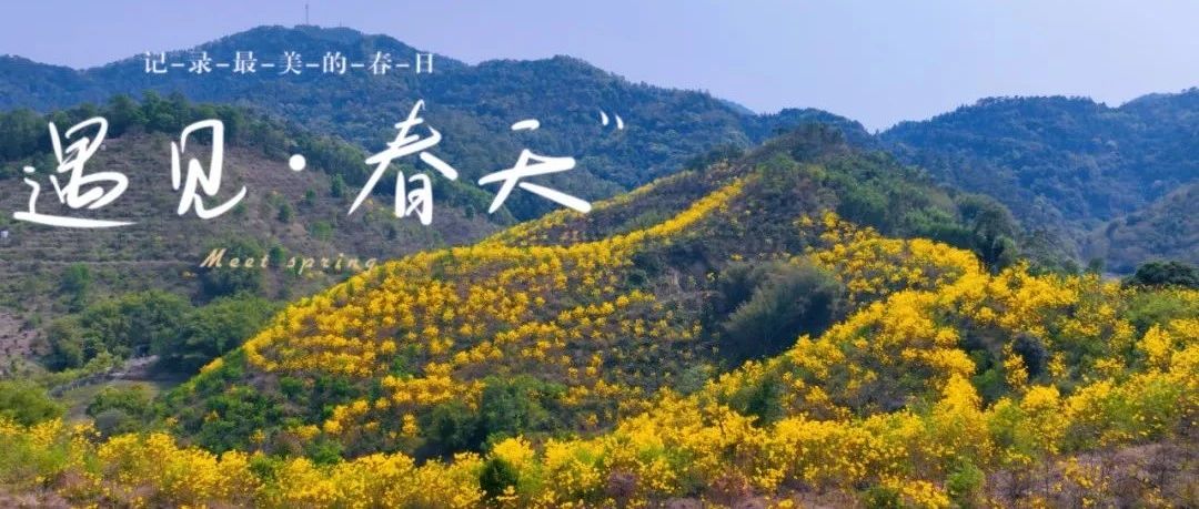 云勇林场春日花海上线！百亩黄花风铃木惊艳绽放