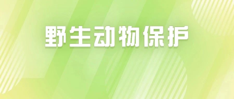 巡护、清套、清夹、清网！佛山全面开展候鸟等野生动物保护专项行动