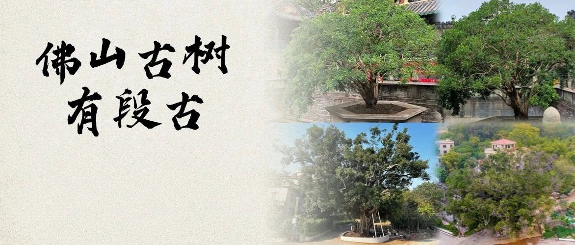 栉风沐雨焕新颜，一级古树修复续写乡愁新篇章 | 佛山古树有段古①