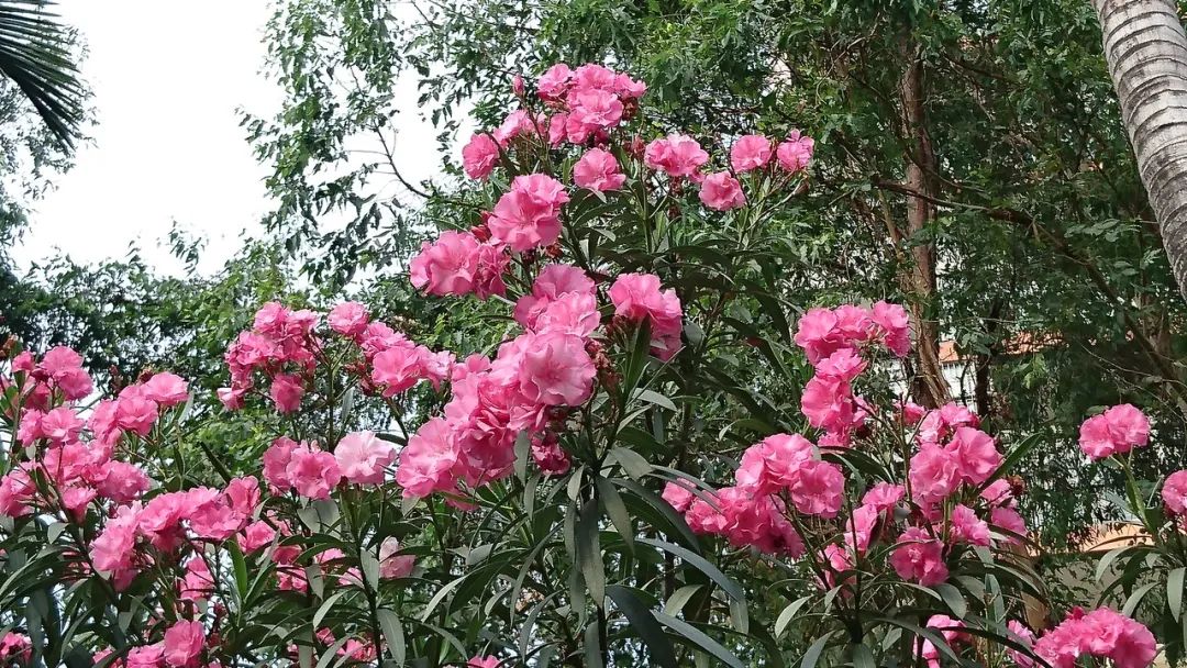 这种绿化带常见植物又开花了，但劝你千万别碰