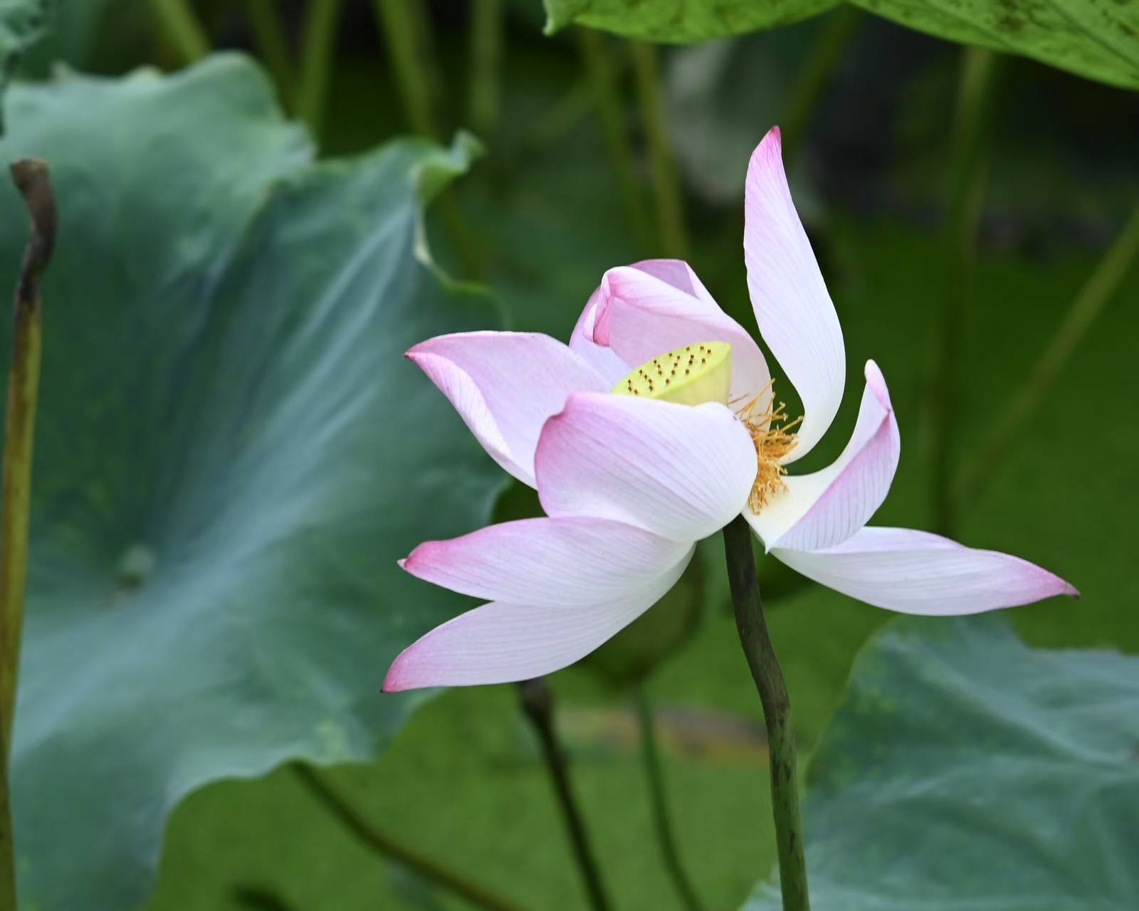 佛山大学法学院‟法润凤城&rdquo;实践队|荷香里探寻乡村振兴密码