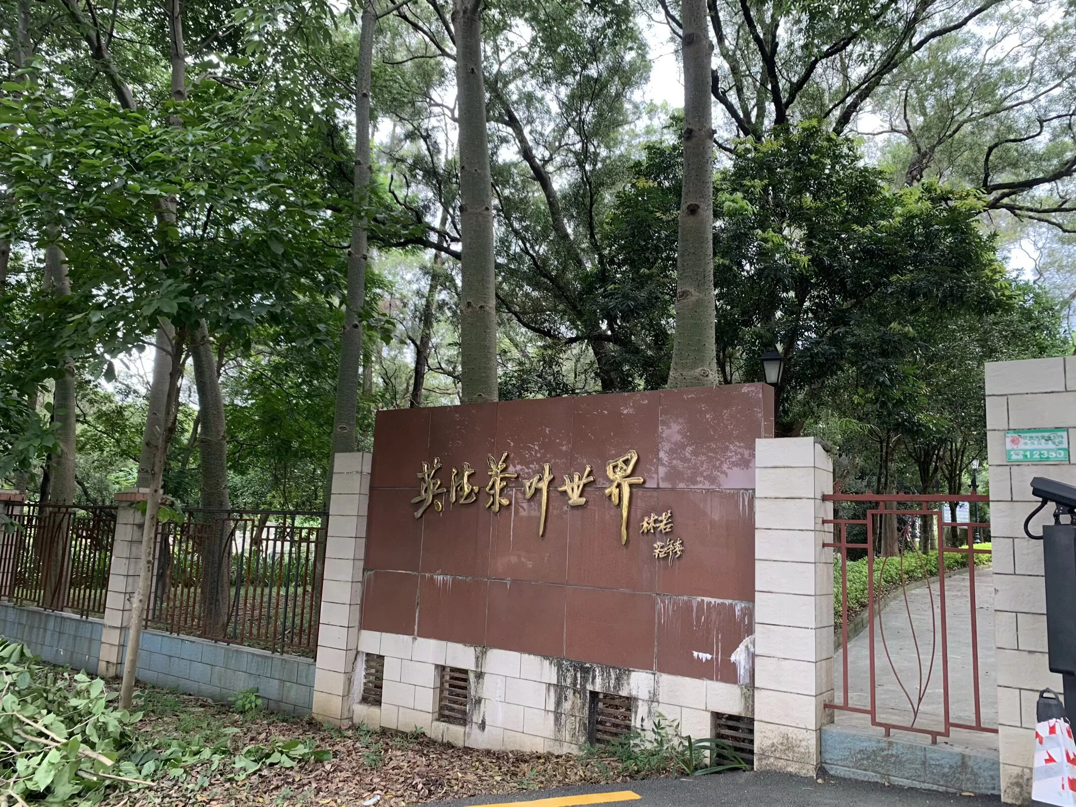 科技兴茶业，青春助振兴