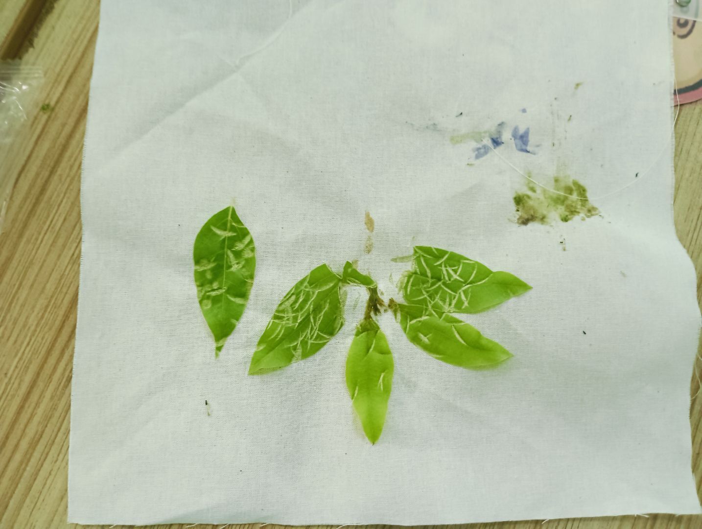 非遗技艺进课堂 植物拓印绘自然