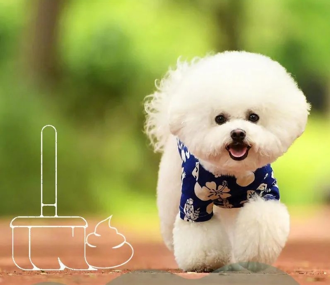 文明礼仪丨文明养宠 守护你我