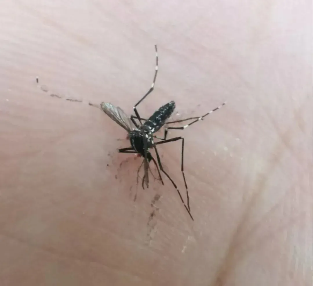 大雨过后蚊子变多？这些卫生死角一定要注意！