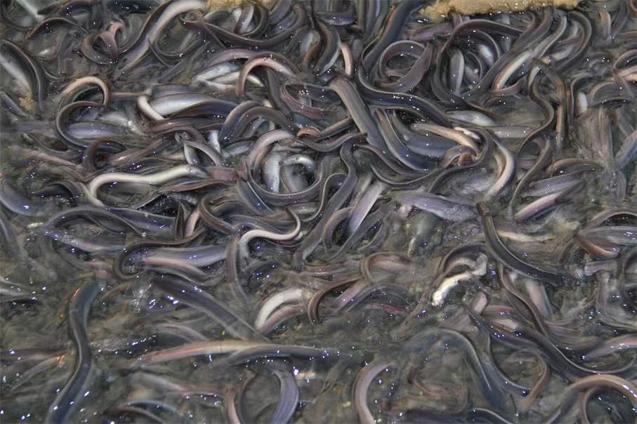 喜讯！佛山再增2家企业成功获批活鱼出口资质