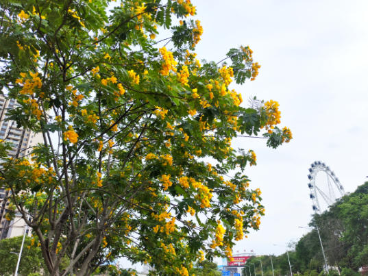靓爆镜!大沥的黄槐花开了！