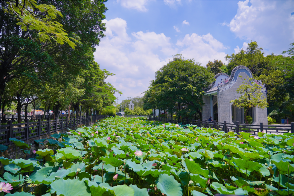免费赏！大沥荷花盛开，夏意满塘