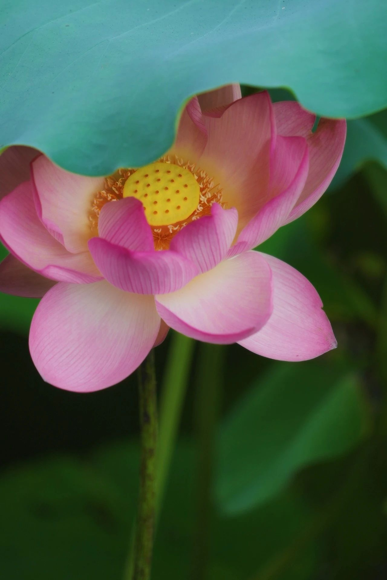 人少，好出片！大沥第一波荷花开了出发&rarr;