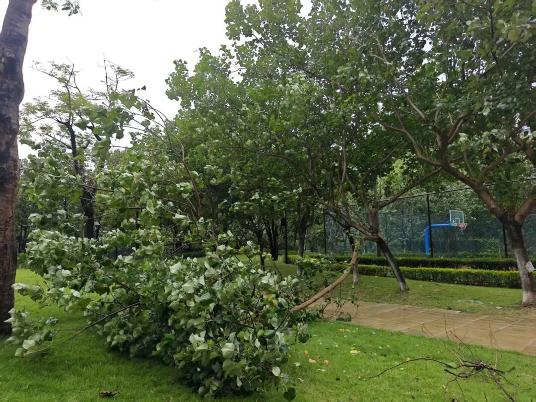 台风&ldquo;桦加沙&rdquo;10级风圈逼近佛山！最强影响就在今天下午&rarr;