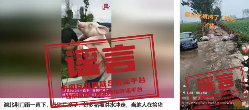 湖北荆门养猪场被淹？河南南阳暴发猪瘟？